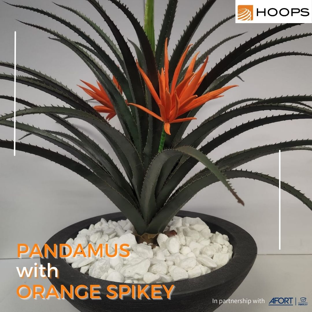 Pandamus with Orange Spiky arrangement - Hoops