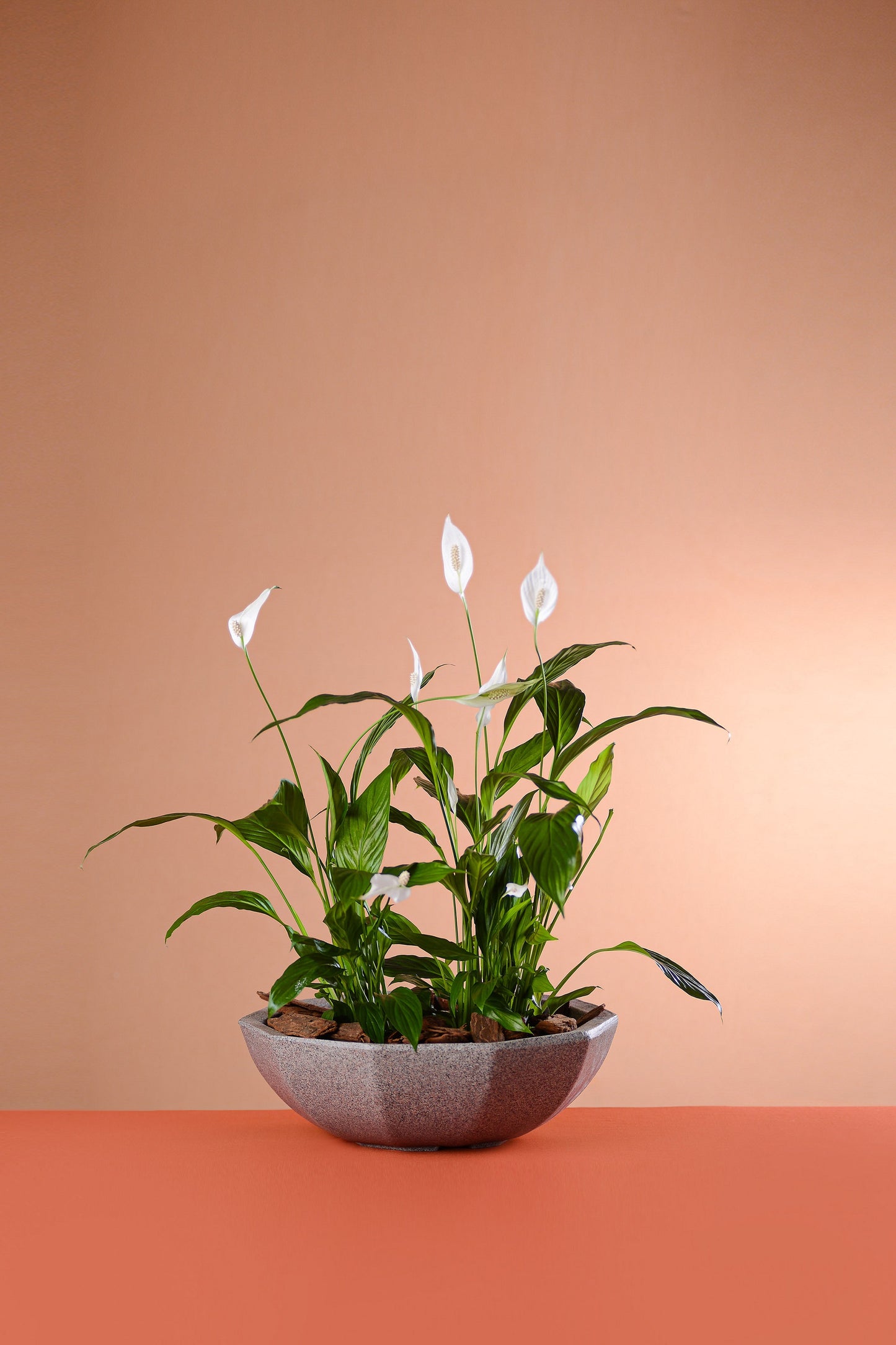 Florence flower pot 16 - Hoops