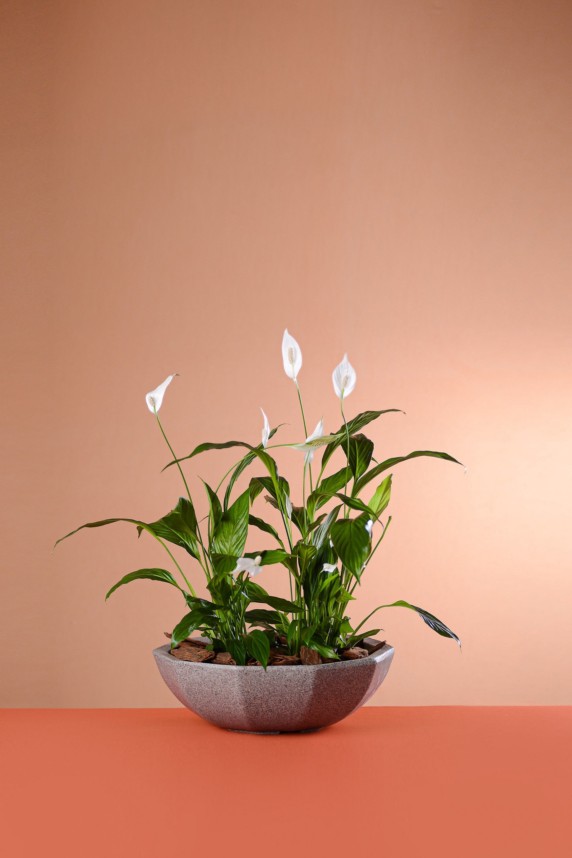 Florence flower pot 16 - Hoops