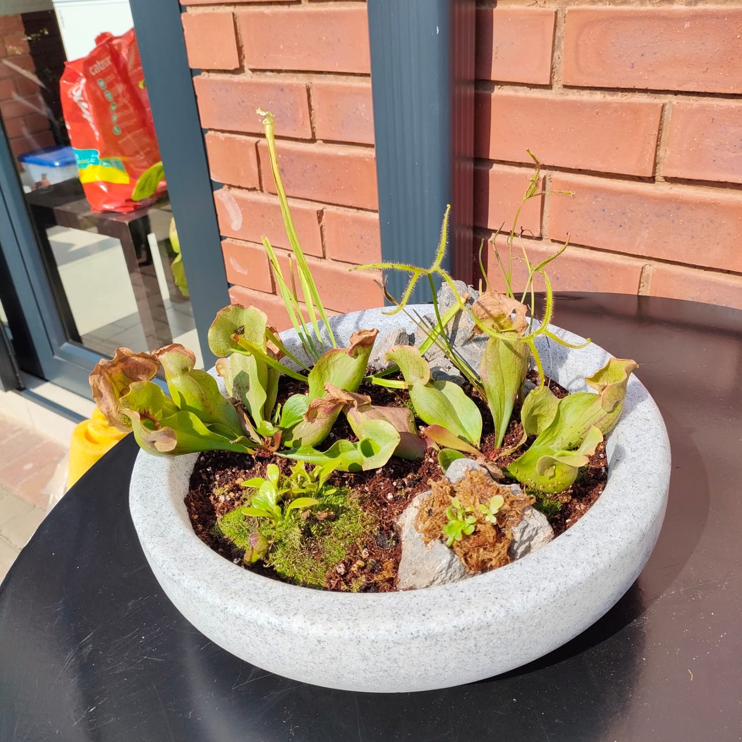 Sapphire flower pot 17 - Hoops