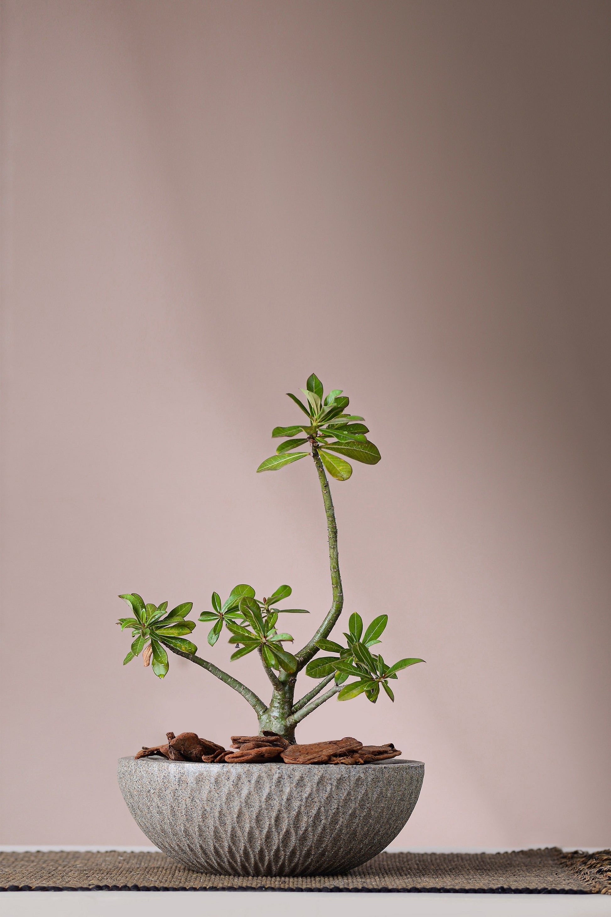 Sicily flower pot 12 - Hoops