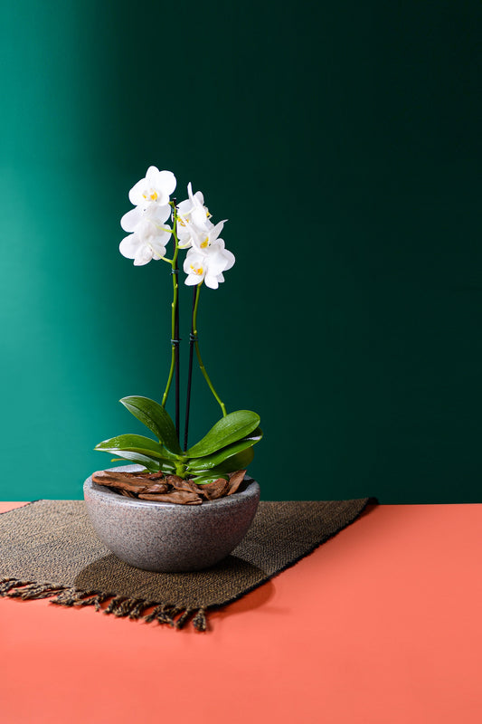 Siena flower pot 12 - Hoops