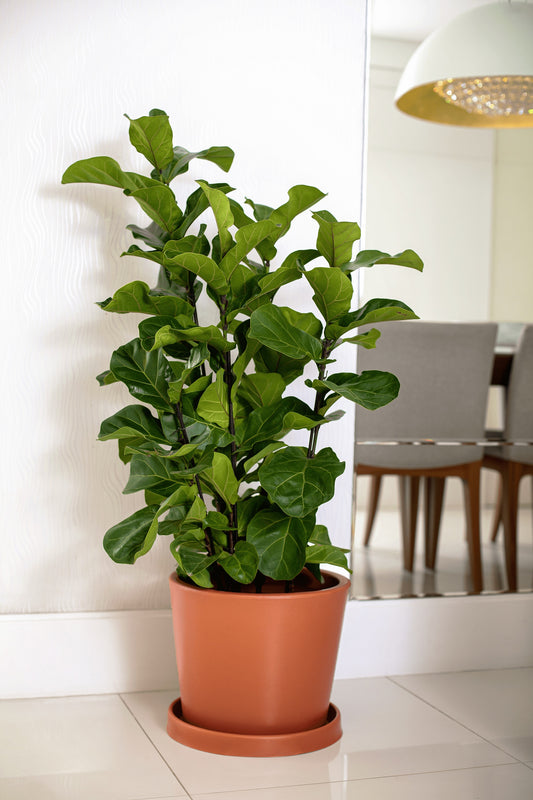 Badi flower pot 28 - Hoops