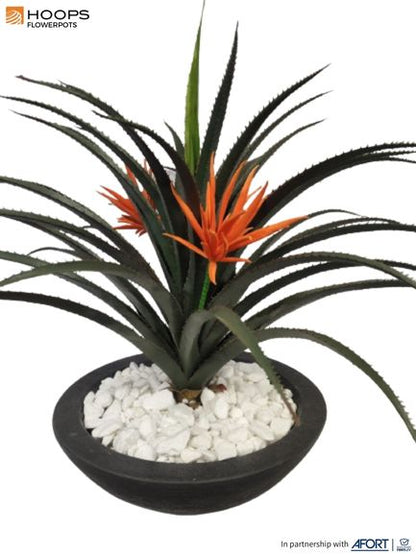 Pandamus with Orange Spiky arrangement