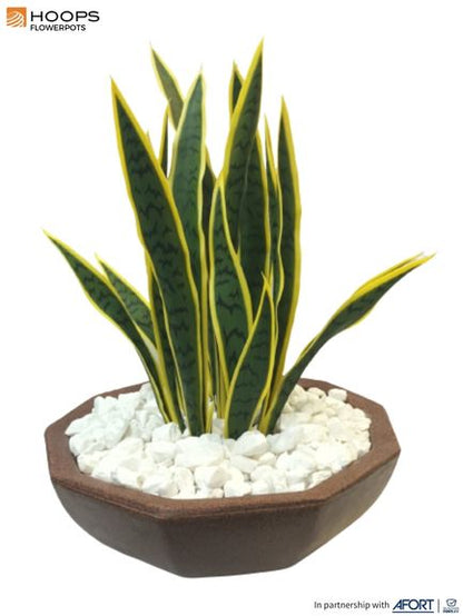 Sansevieria Laurentii Arrangement