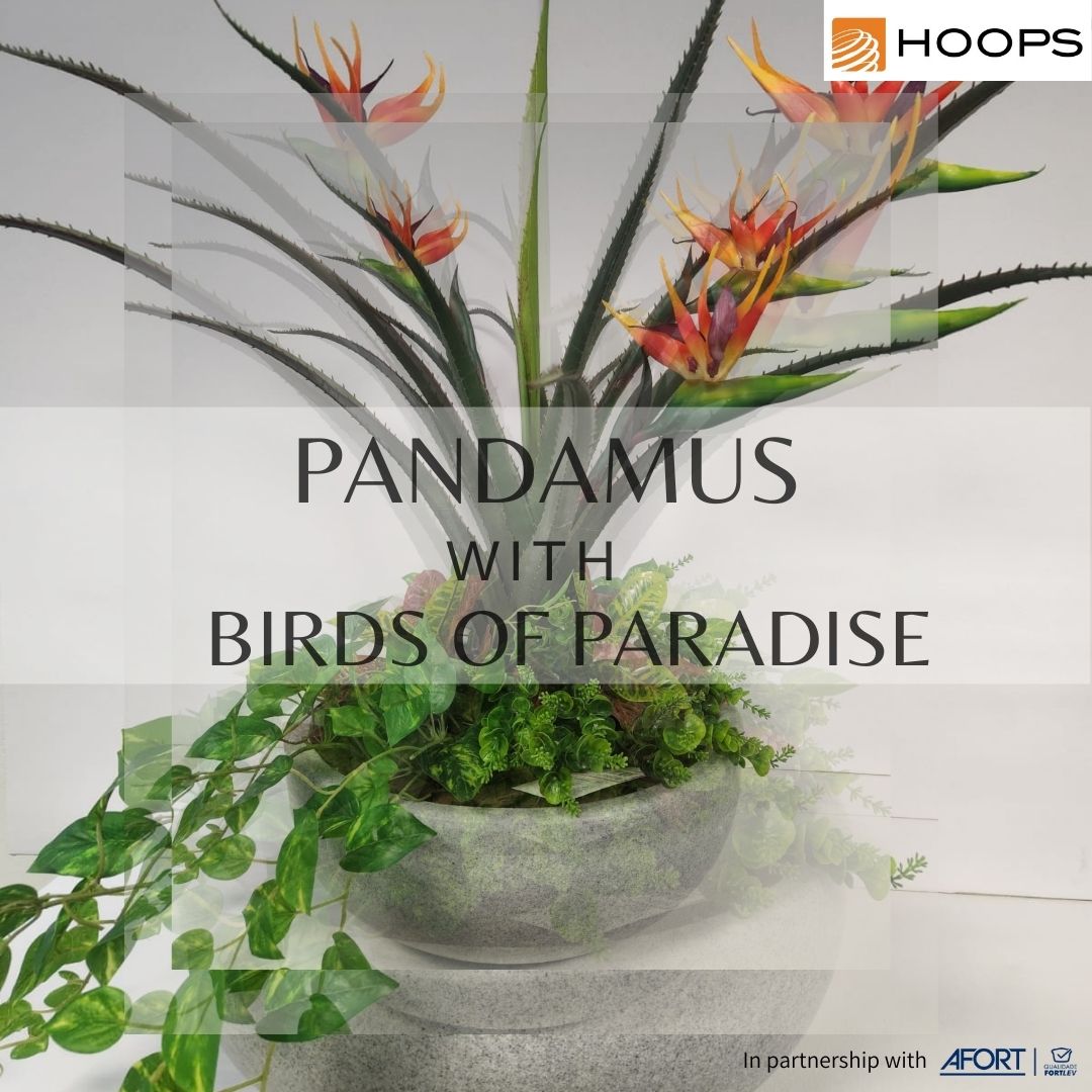 Pandamus with Birds of Paradise arrangement - Hoops 