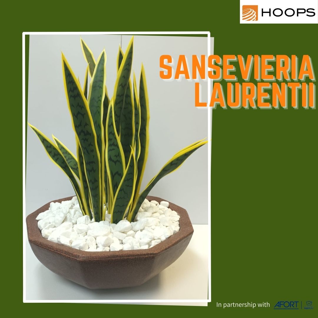 Sansevieria Laurentii Arrangment - Hoops 