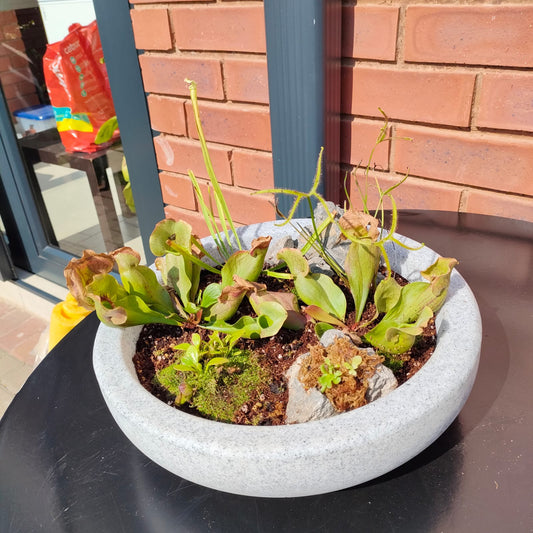 Sapphire flower pot 17 - Hoops